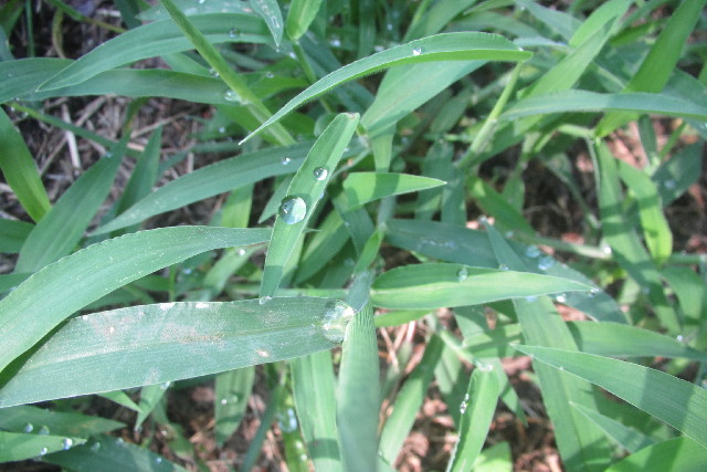 ファイル 3248-1.jpg