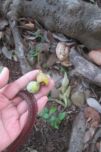 ファイル 3260-5.jpg