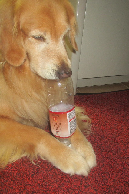 ファイル 3272-3.jpg