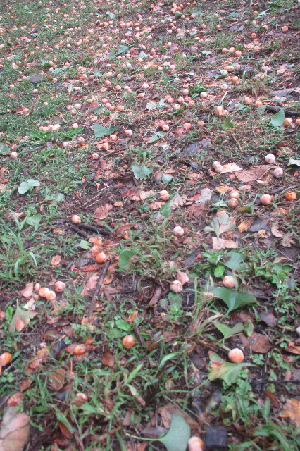 ファイル 3284-1.jpg