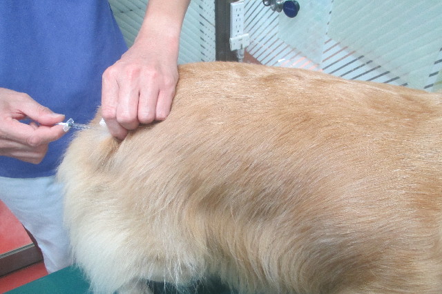 ファイル 3287-1.jpg