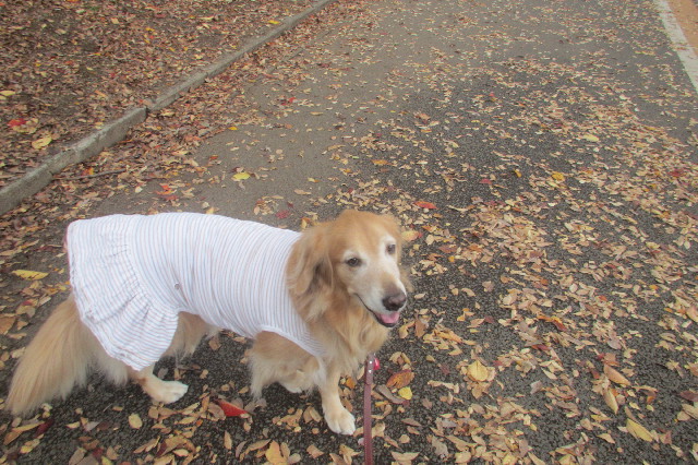 ファイル 3322-1.jpg