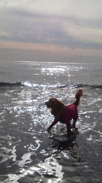 ファイル 3351-1.jpg