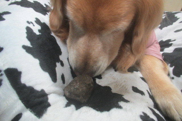 ファイル 3353-1.jpg