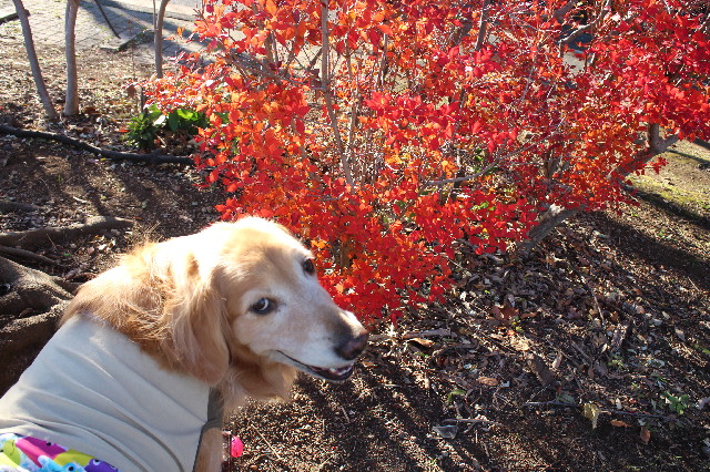 ファイル 3360-1.jpg