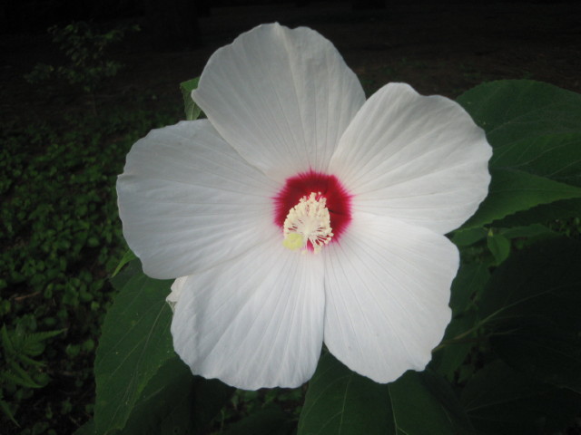 ファイル 337-4.jpg