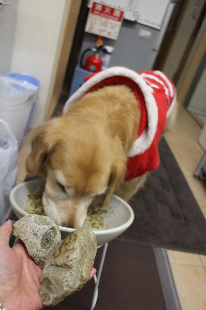 ファイル 3381-5.jpg