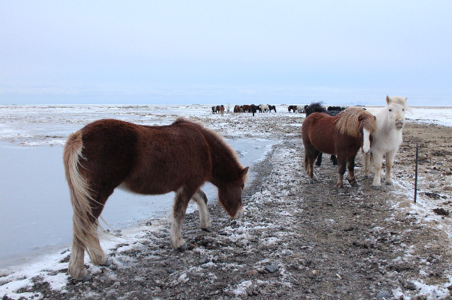 ファイル 3409-1.jpg