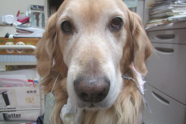 ファイル 3447-5.jpg