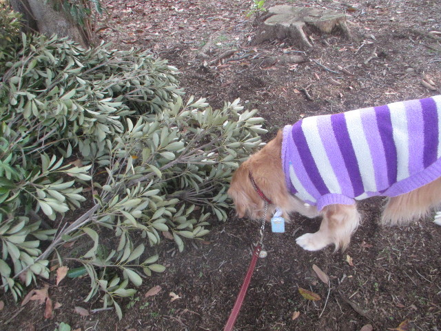 ファイル 3449-3.jpg