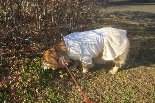 ファイル 3455-4.jpg