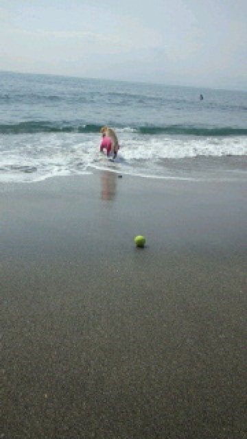 ファイル 3485-1.jpg