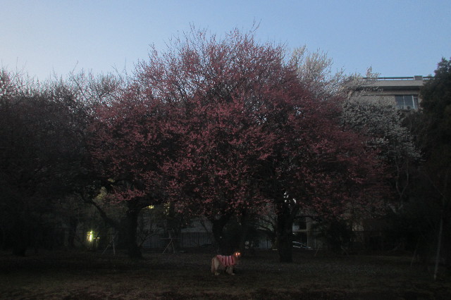 ファイル 3491-5.jpg