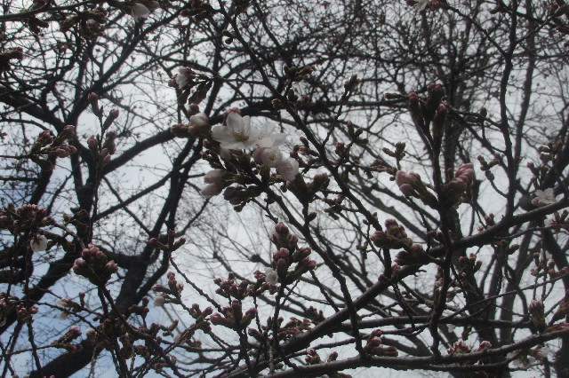 ファイル 3518-1.jpg