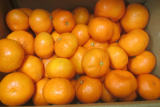 ファイル 3519-1.jpg