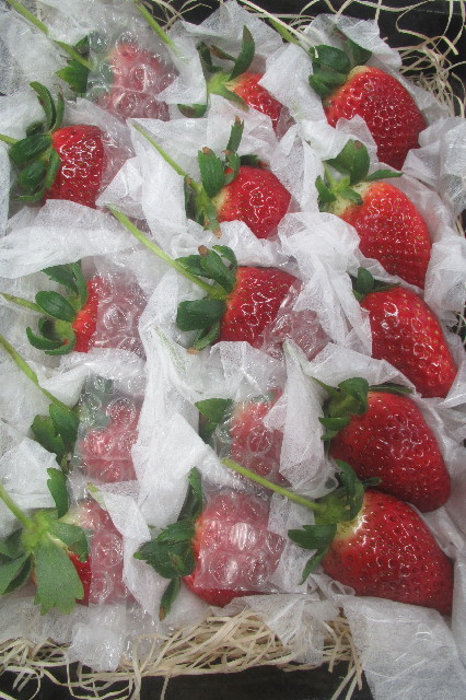 ファイル 3519-2.jpg