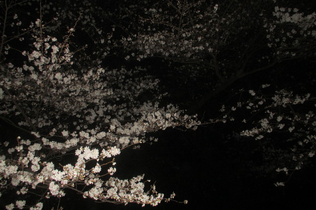 ファイル 3520-1.jpg