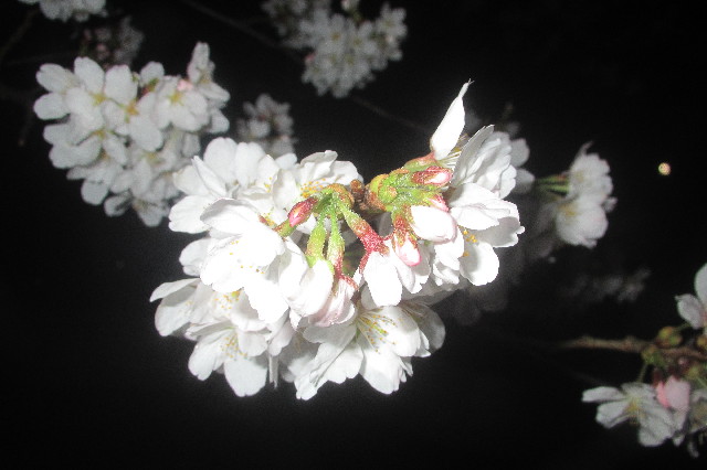 ファイル 3520-2.jpg