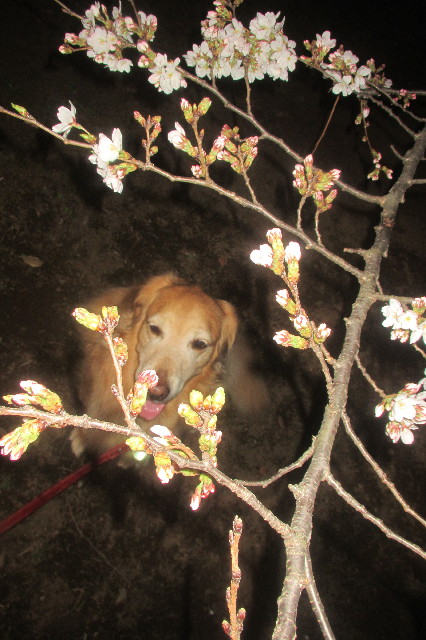 ファイル 3520-5.jpg