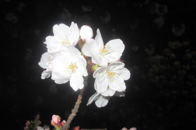 ファイル 3522-5.jpg