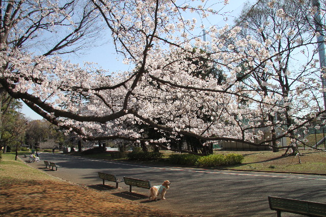 ファイル 3525-2.jpg