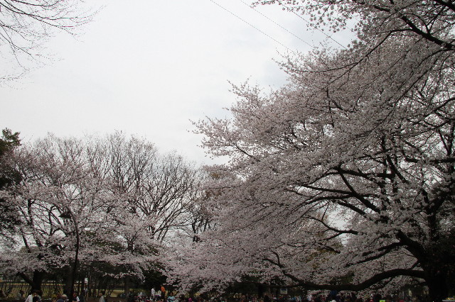 ファイル 3526-3.jpg