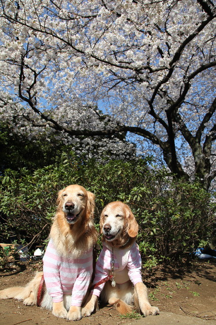 ファイル 3527-1.jpg