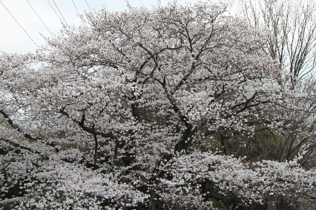 ファイル 3527-4.jpg