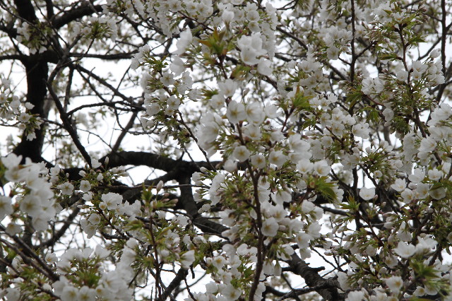 ファイル 3527-5.jpg