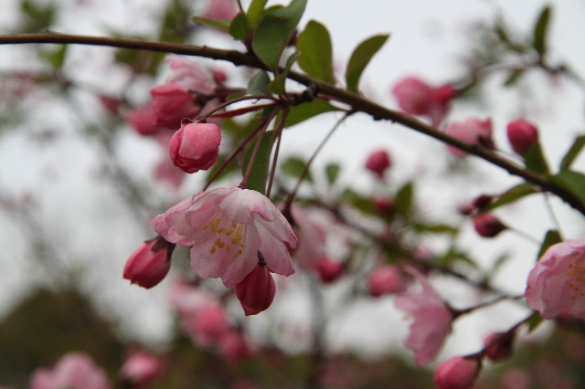 ファイル 3528-1.jpg