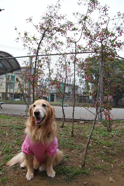 ファイル 3528-2.jpg