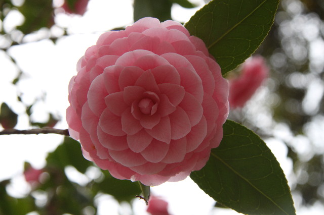 ファイル 3528-3.jpg