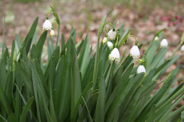 ファイル 3528-4.jpg