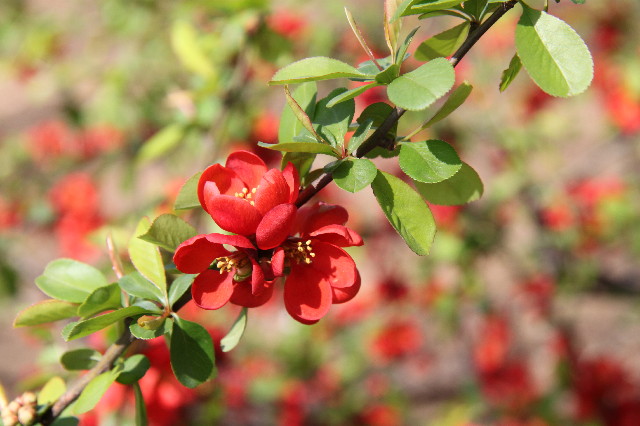 ファイル 3528-5.jpg