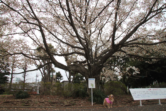 ファイル 3529-4.jpg