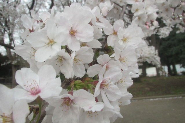 ファイル 3535-1.jpg