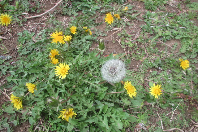 ファイル 3535-4.jpg