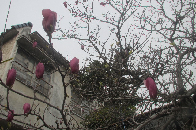 ファイル 3535-5.jpg