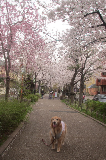 ファイル 3536-2.jpg