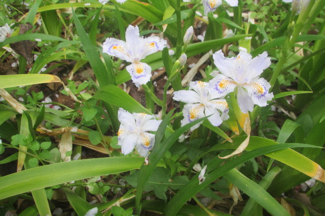 ファイル 3536-3.jpg