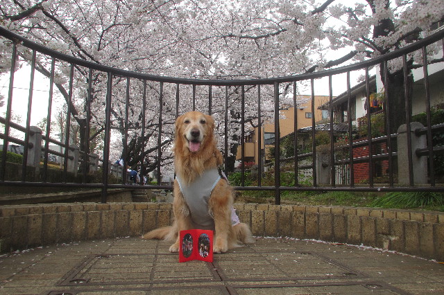 ファイル 3536-5.jpg