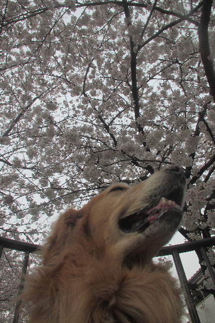 ファイル 3537-1.jpg