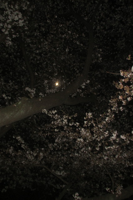 ファイル 3538-3.jpg