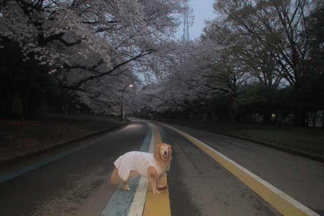 ファイル 3539-3.jpg