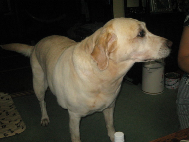 ファイル 354-2.jpg