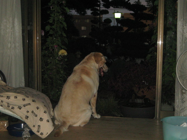 ファイル 354-5.jpg