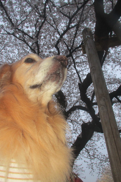 ファイル 3540-5.jpg