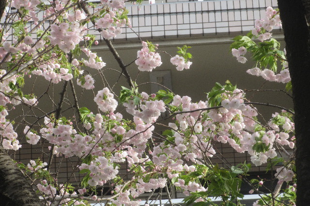 ファイル 3548-3.jpg