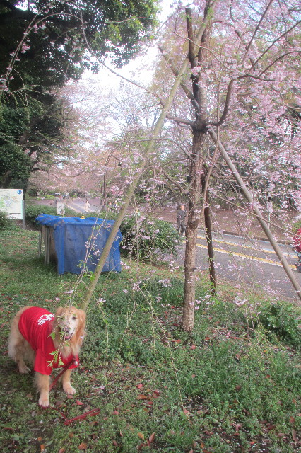 ファイル 3549-4.jpg