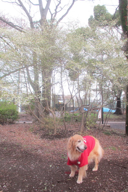 ファイル 3551-2.jpg